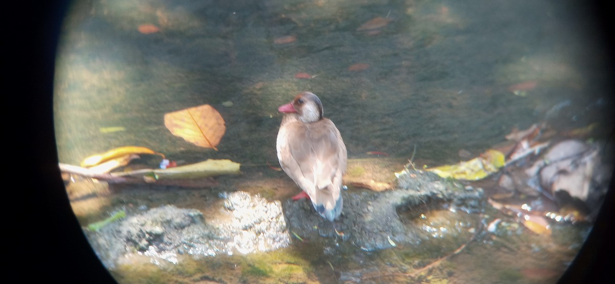 Brazilian Teal - ML645754476