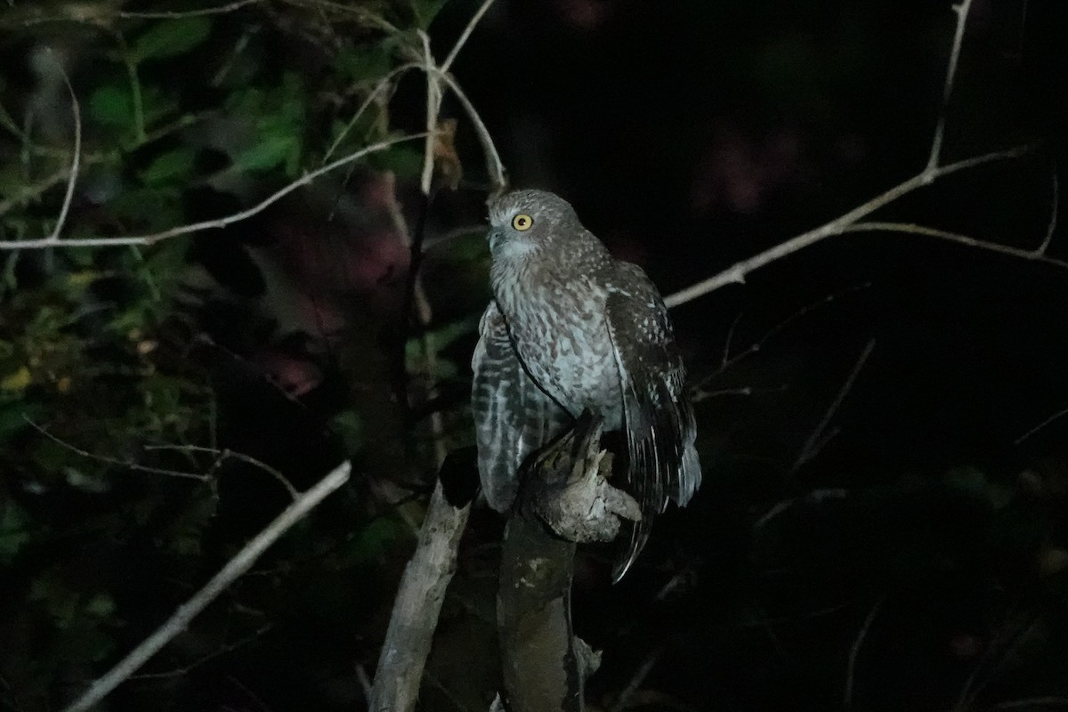 Rote Boobook - ML645754480