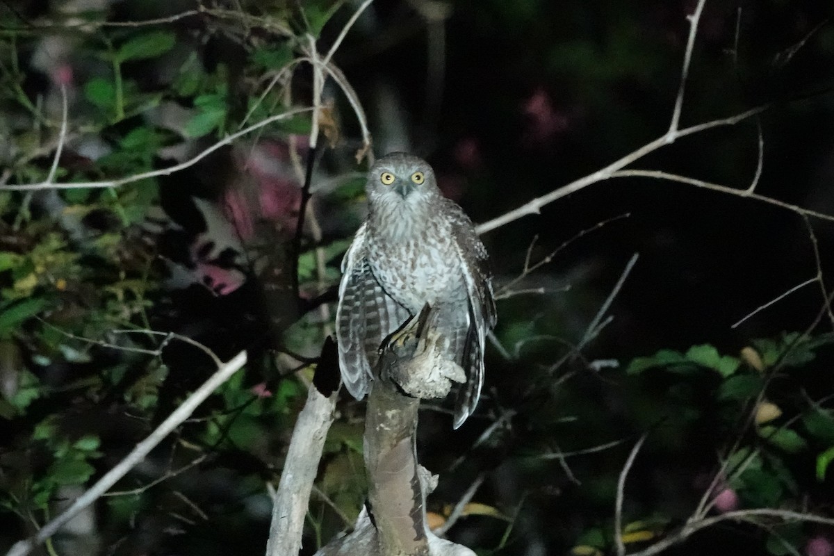 Rote Boobook - ML645754481