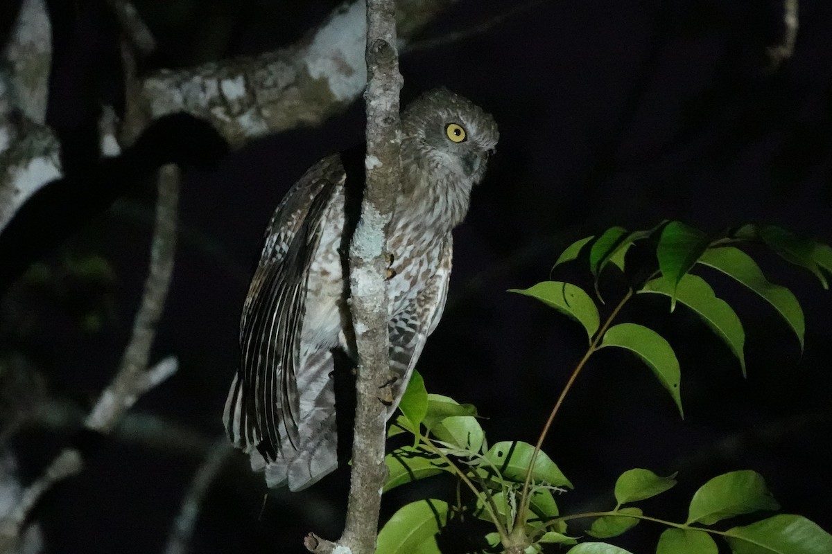 Rote Boobook - ML645754482