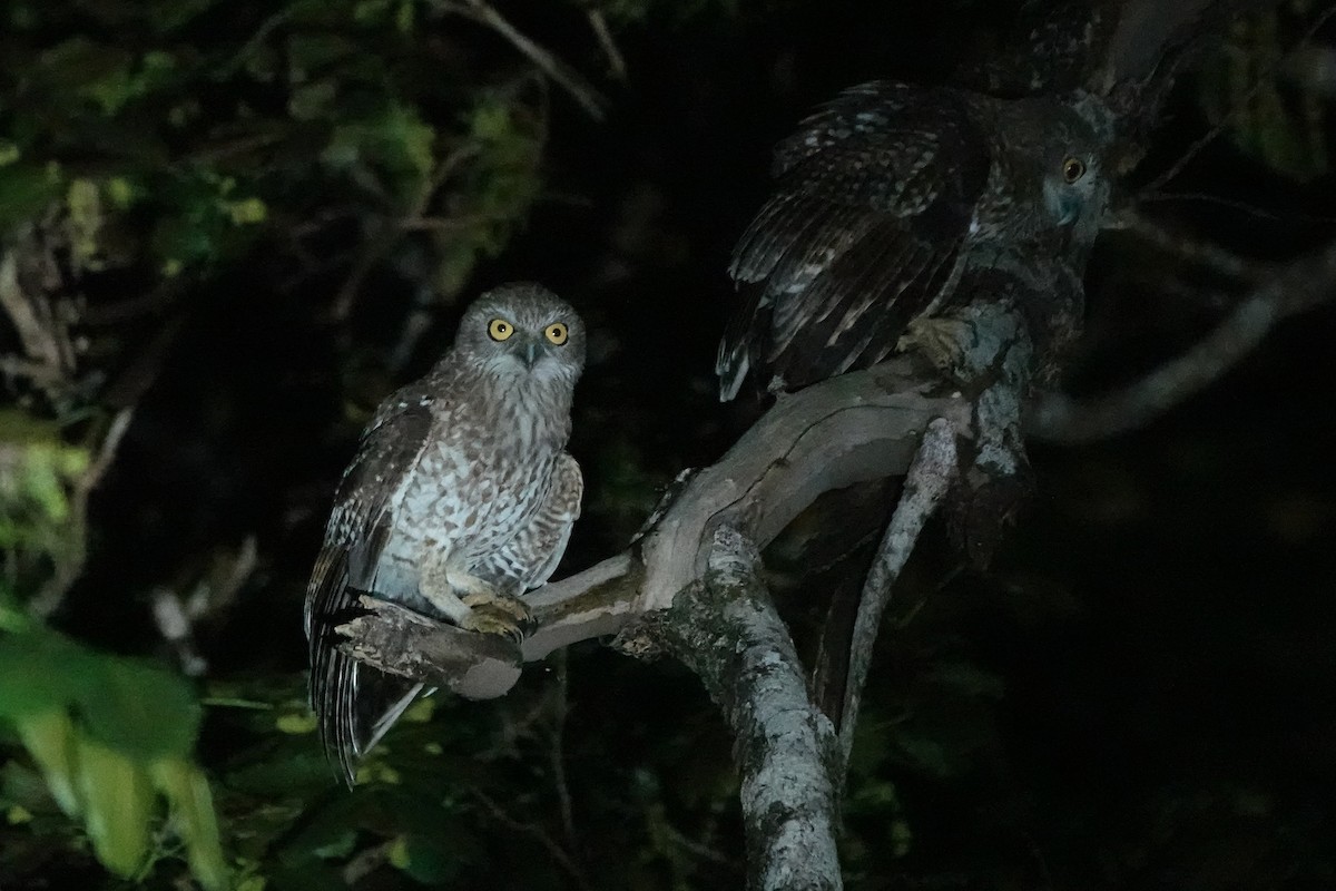 Rote Boobook - ML645754483