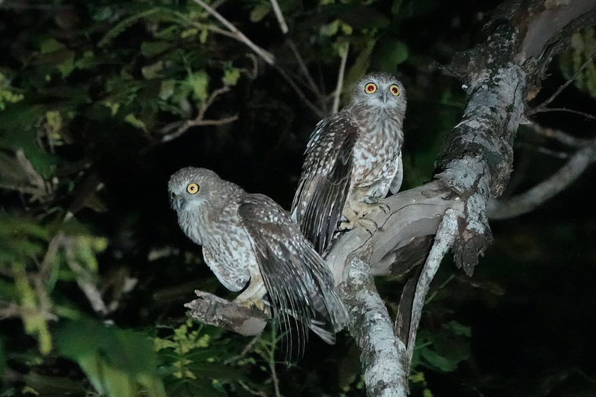 Rote Boobook - ML645754484