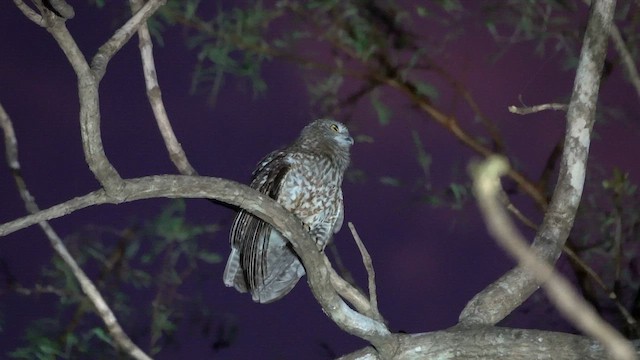 Сова-голконіг роутська - ML645754485