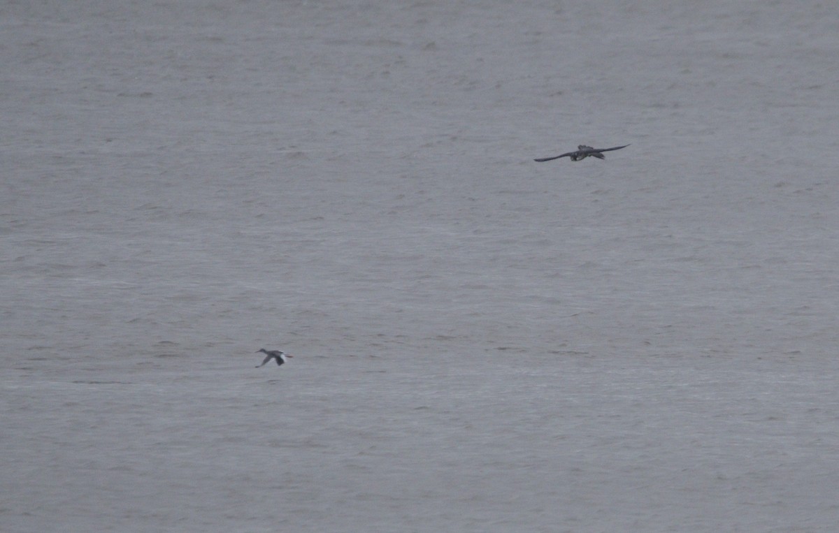 遊隼(peregrinus群) - ML645754486