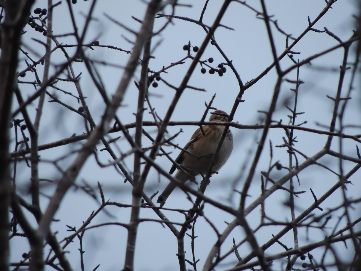 American Tree Sparrow - ML645754490