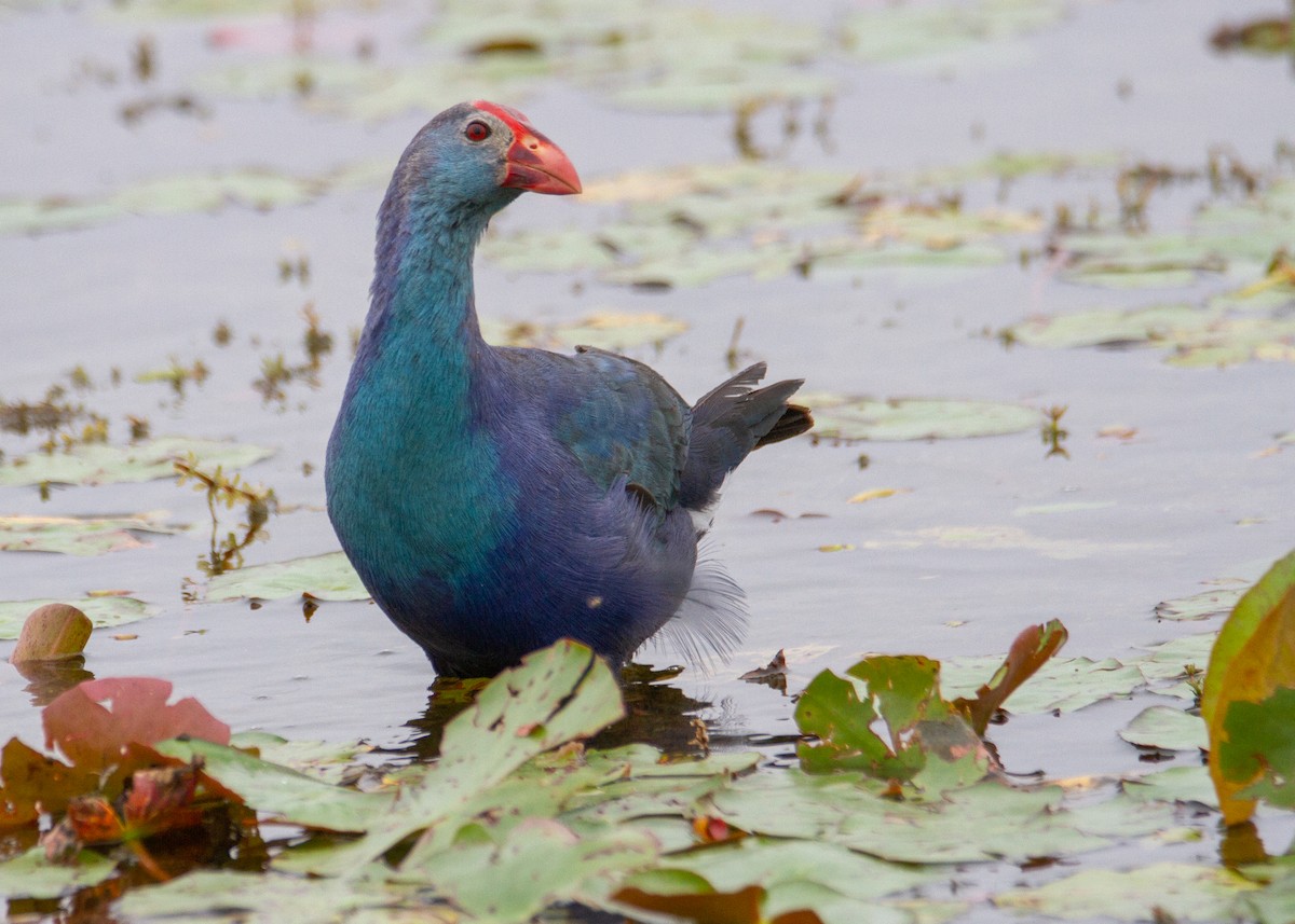 Gray-headed Swamphen - ML645754491