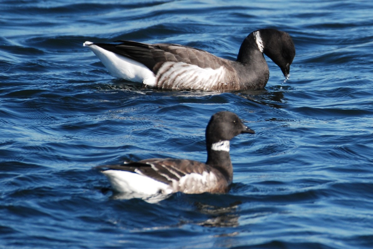 Brant - ML645754492
