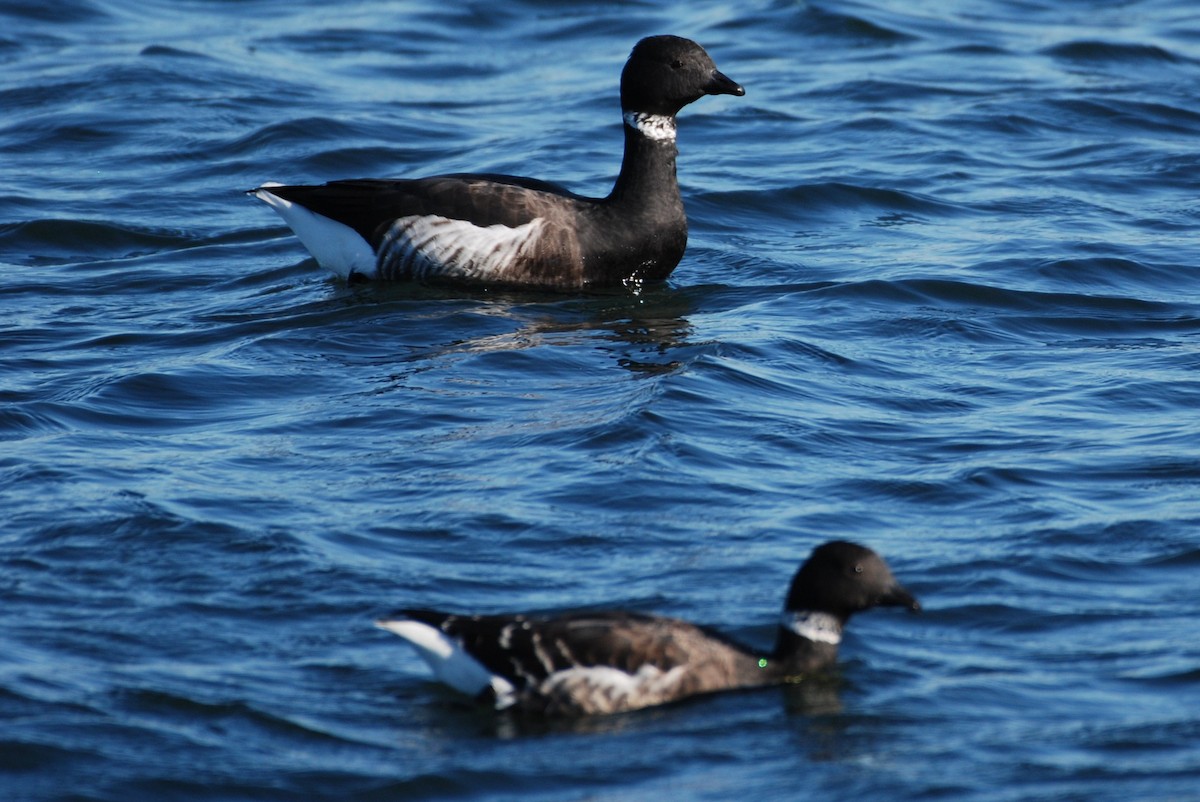 Brant - ML645754493