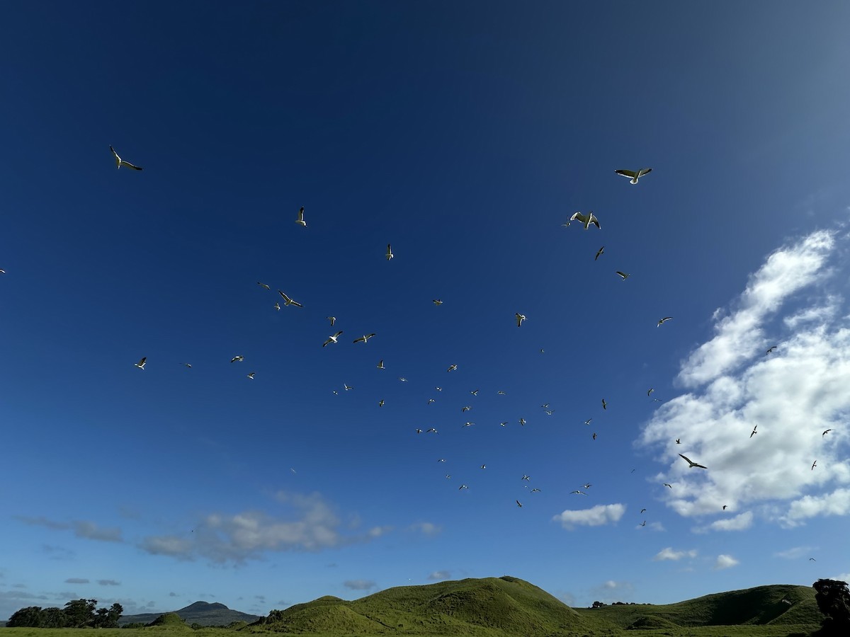 Kelp Gull - ML645754495