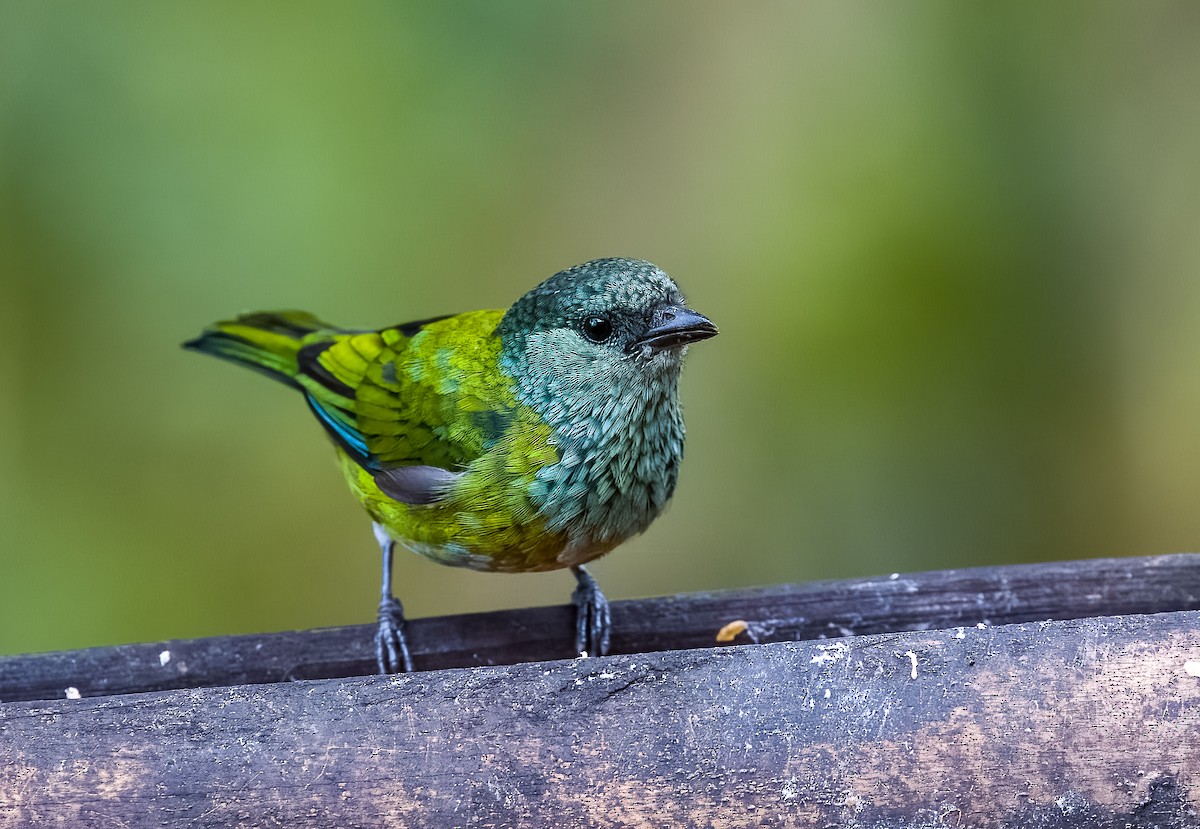 Танагра чорноголова - ML645754500