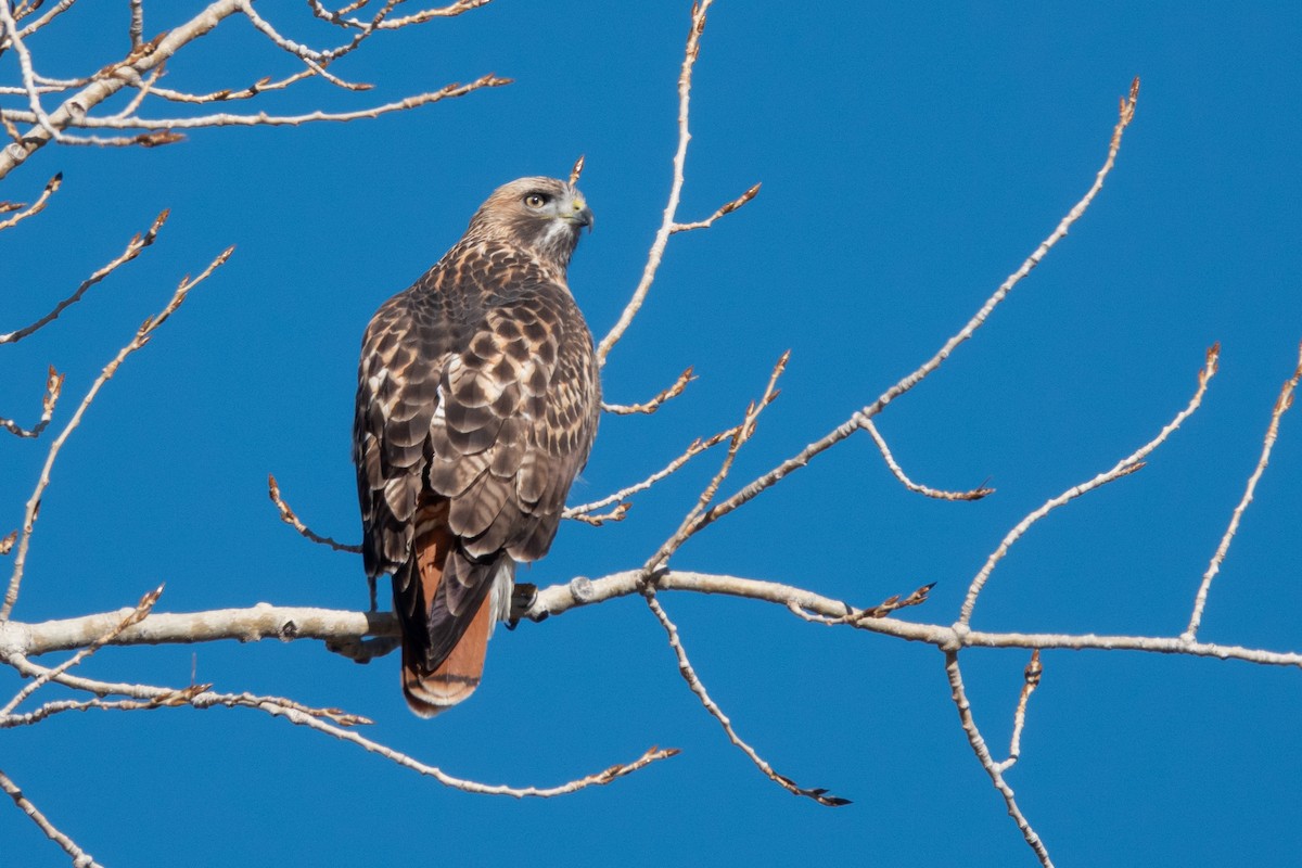 Red-tailed Hawk - ML645754501