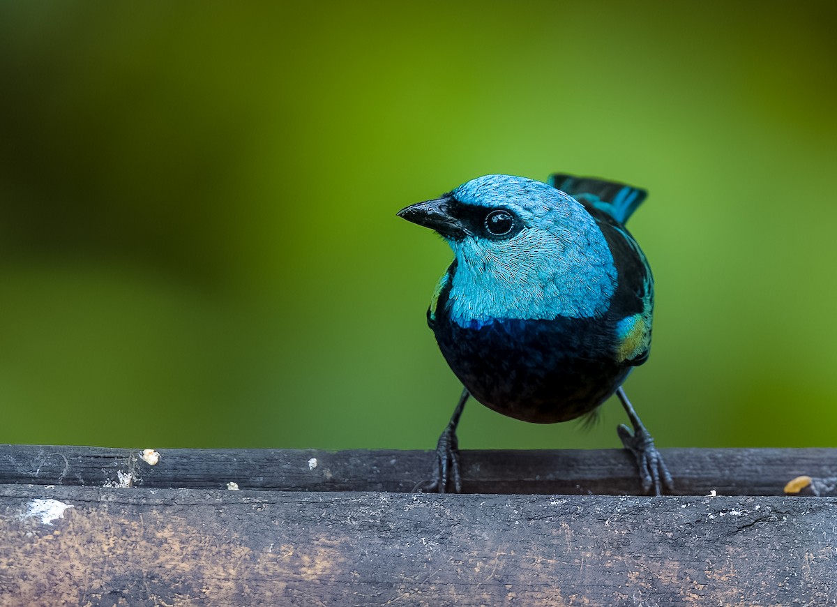 Лазурноголовая танагра - ML645754505