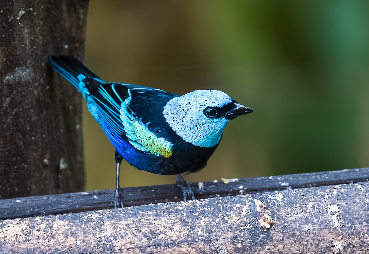 Лазурноголовая танагра - ML645754506