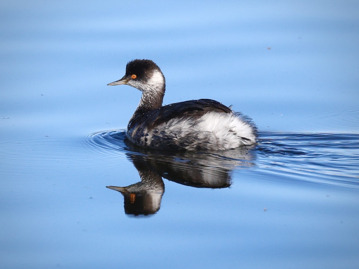 Eared Grebe - ML645754507