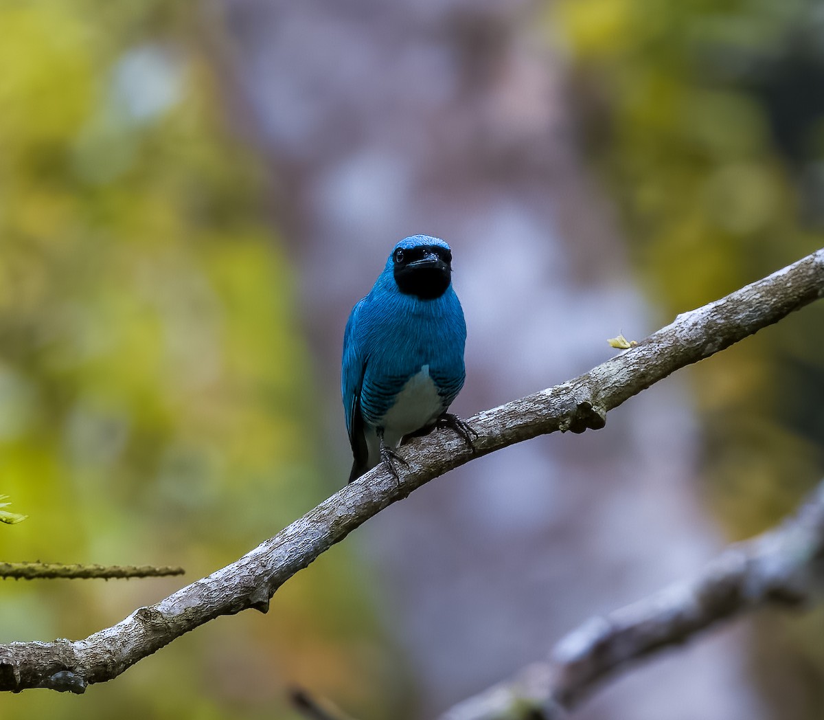 Терзина - ML645754514