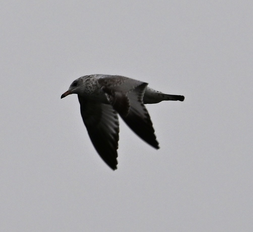 Ring-billed Gull - ML645754524