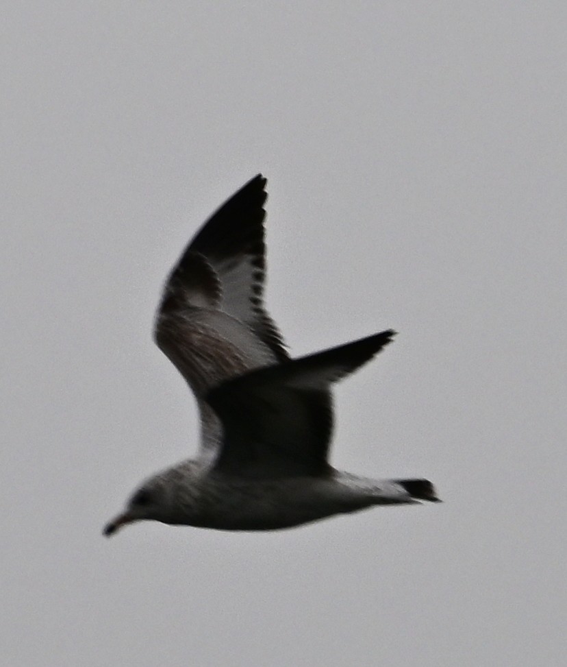 Ring-billed Gull - ML645754526