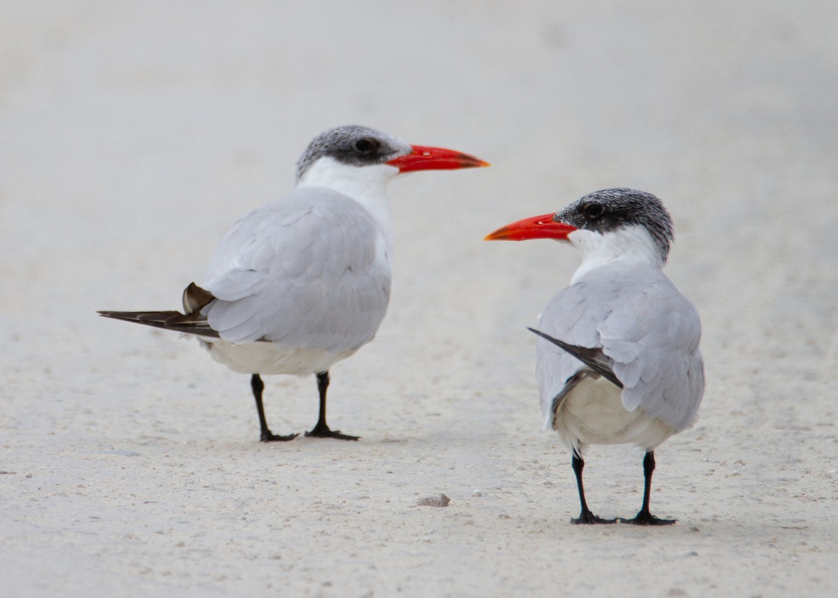 Крячок каспійський - ML645754528