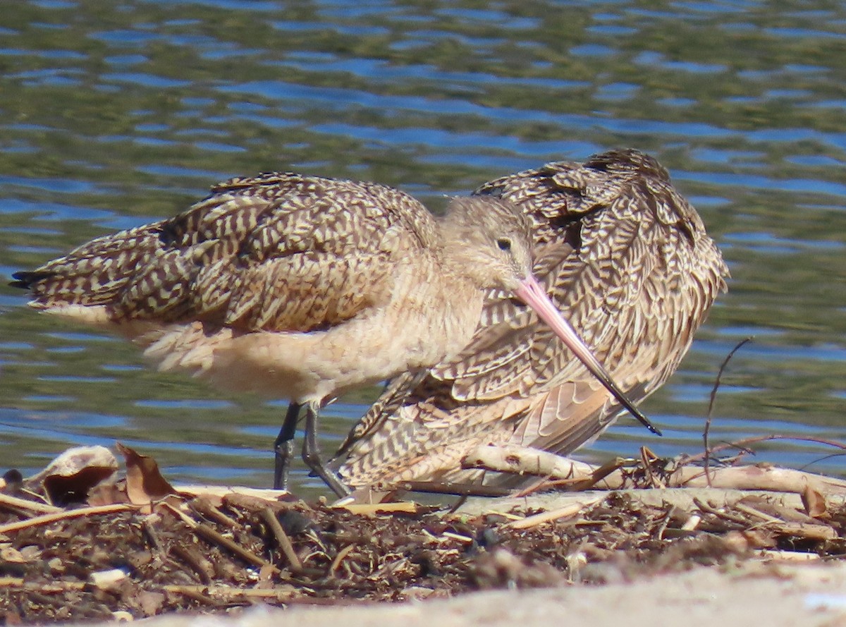 Грицик чорнохвостий - ML645754531