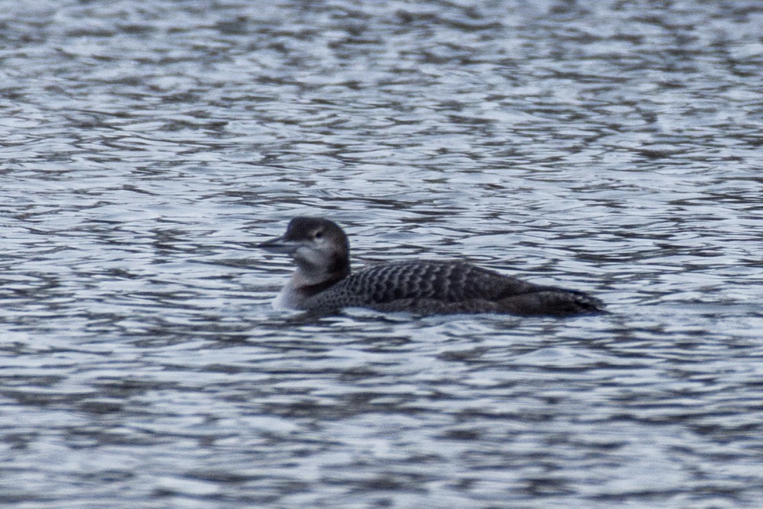 Гагара полярна - ML645754532