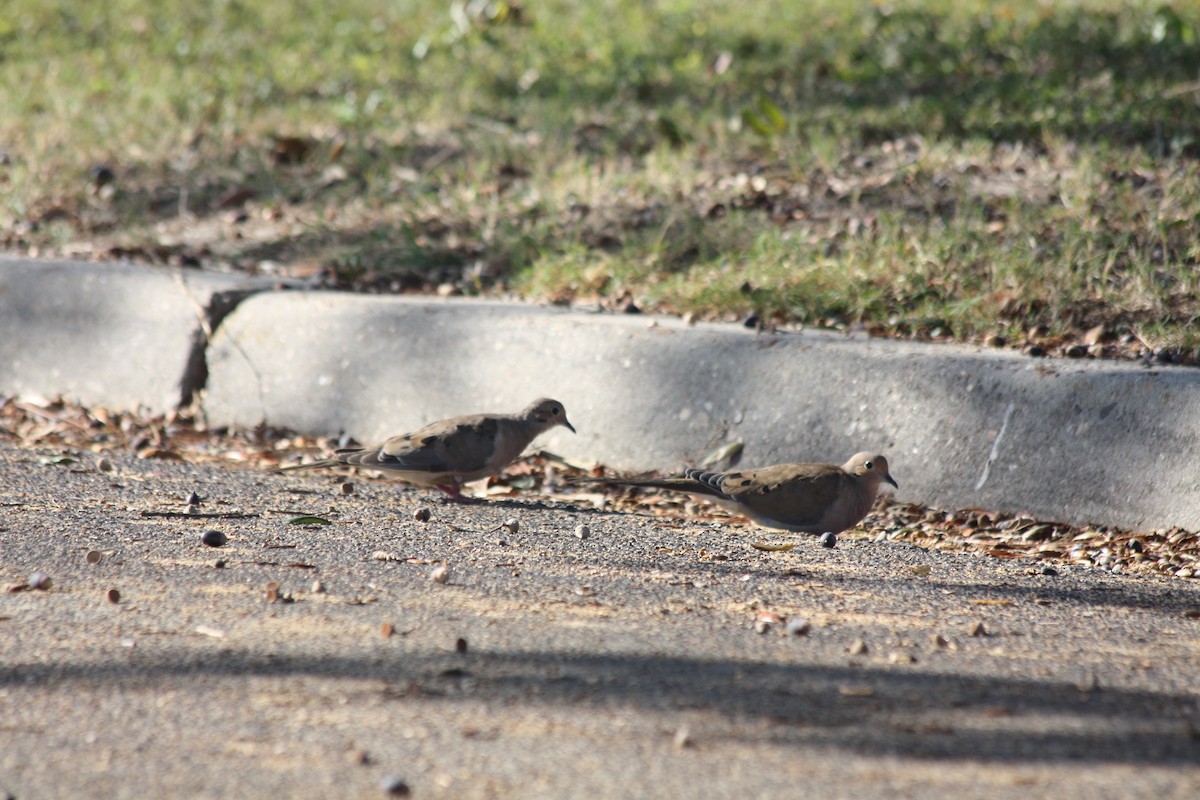 Зенаїда північна - ML645754533