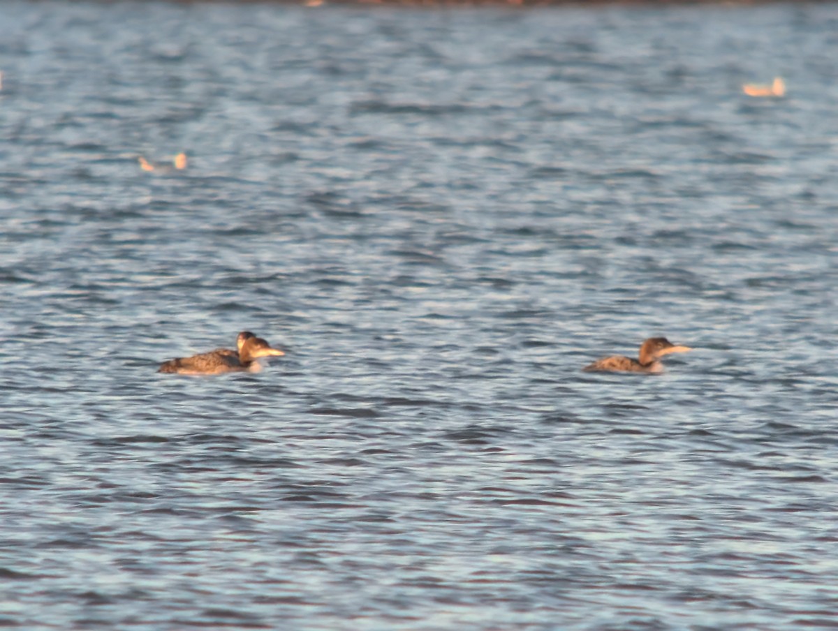 Гагара полярна - ML645754534