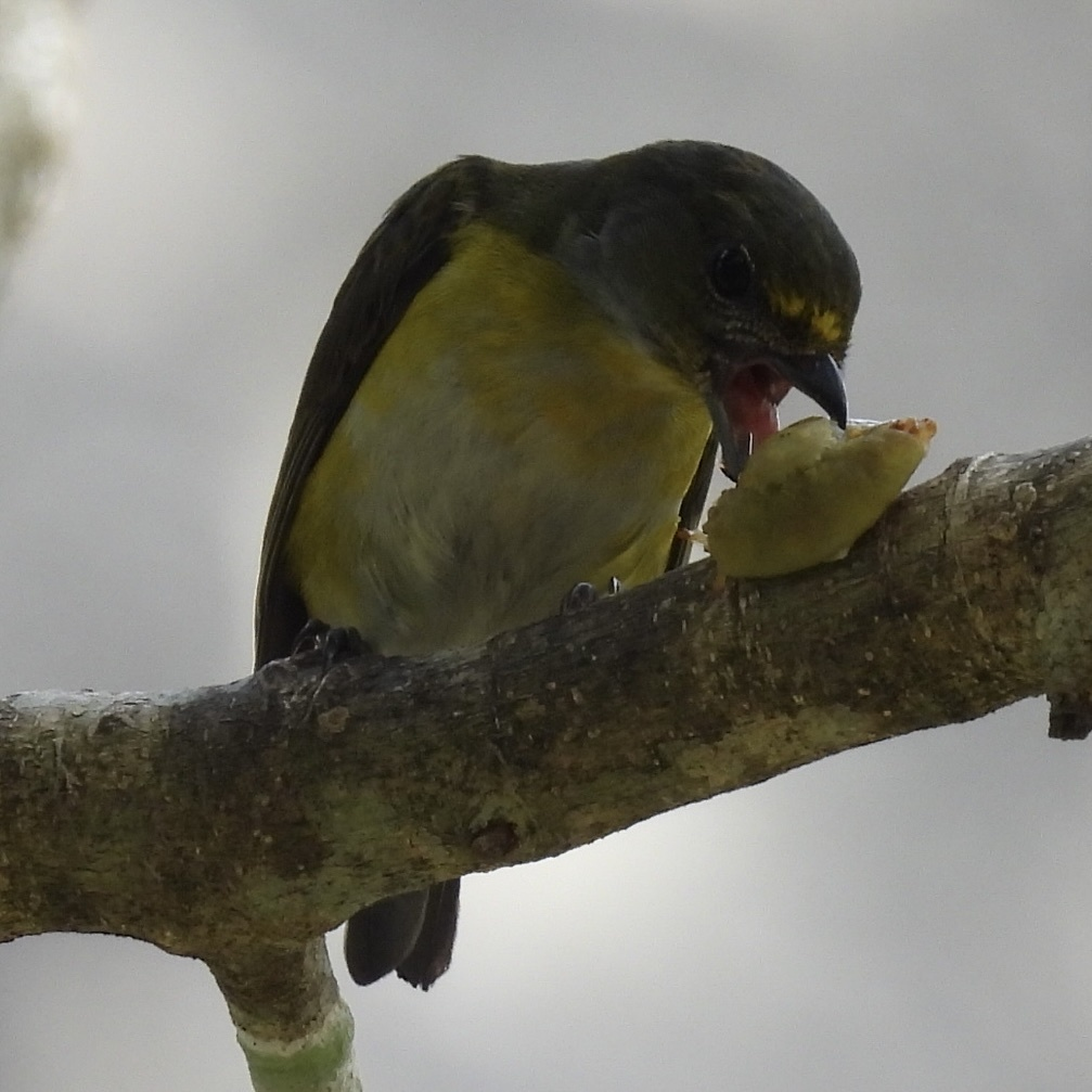 Гутурама узлісна - ML645754536