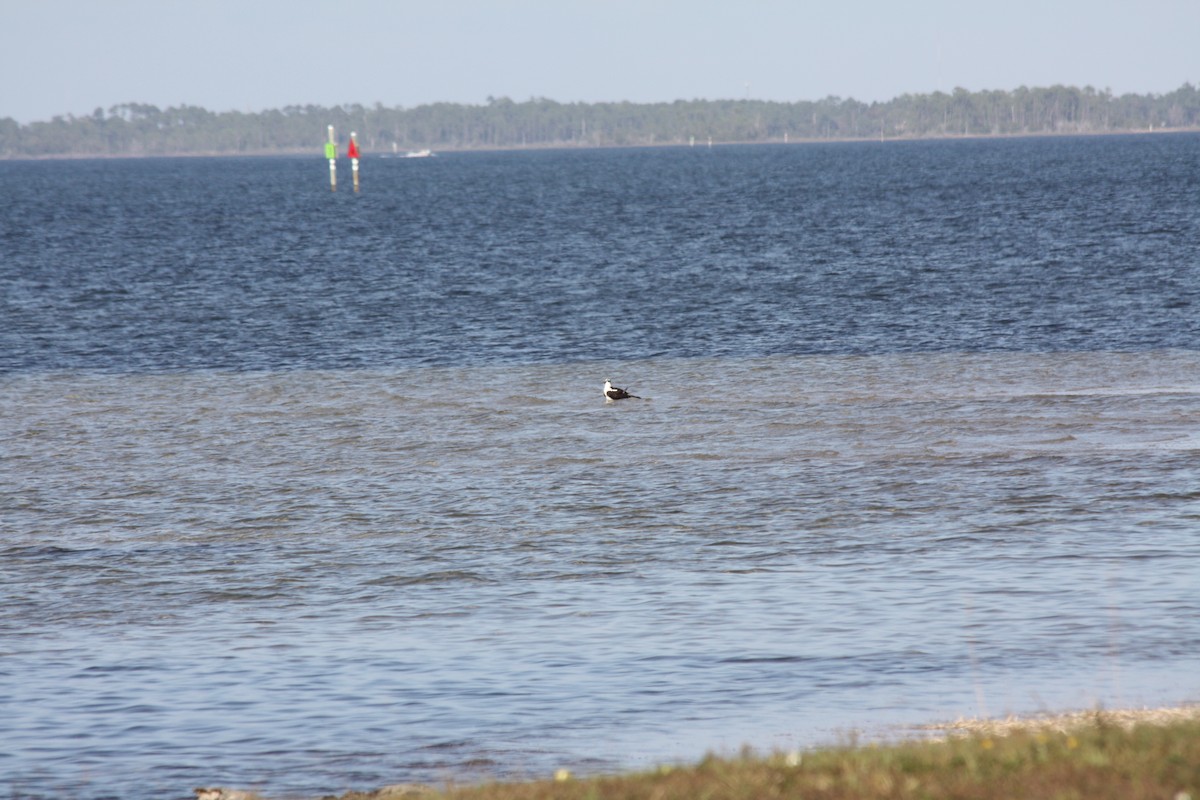 Скопа західна - ML645754537