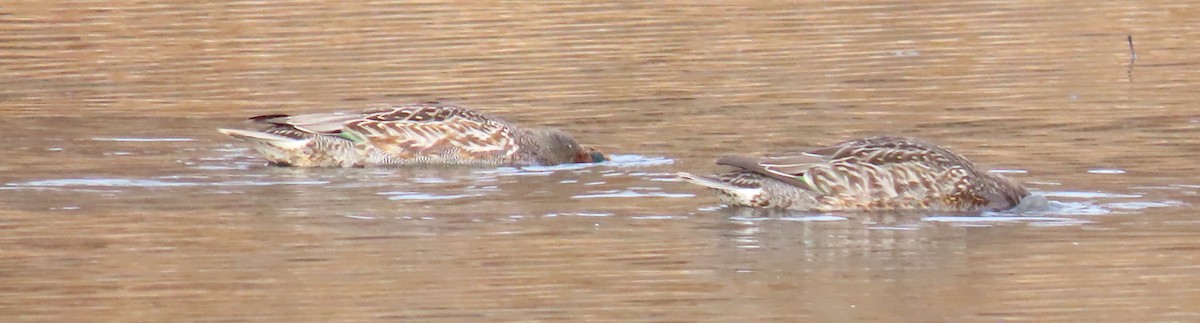 Чирянка мала - ML645754538