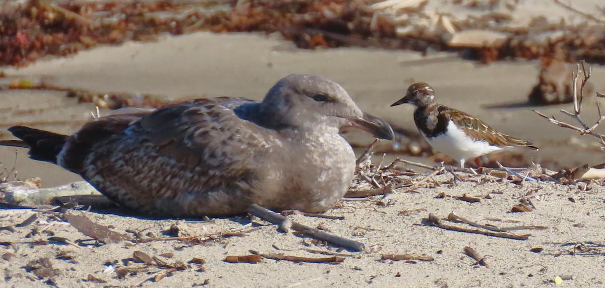 Крем'яшник звичайний - ML645754539