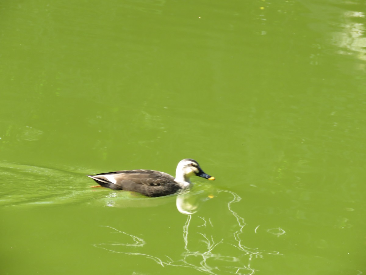 Крижень китайський - ML645754540