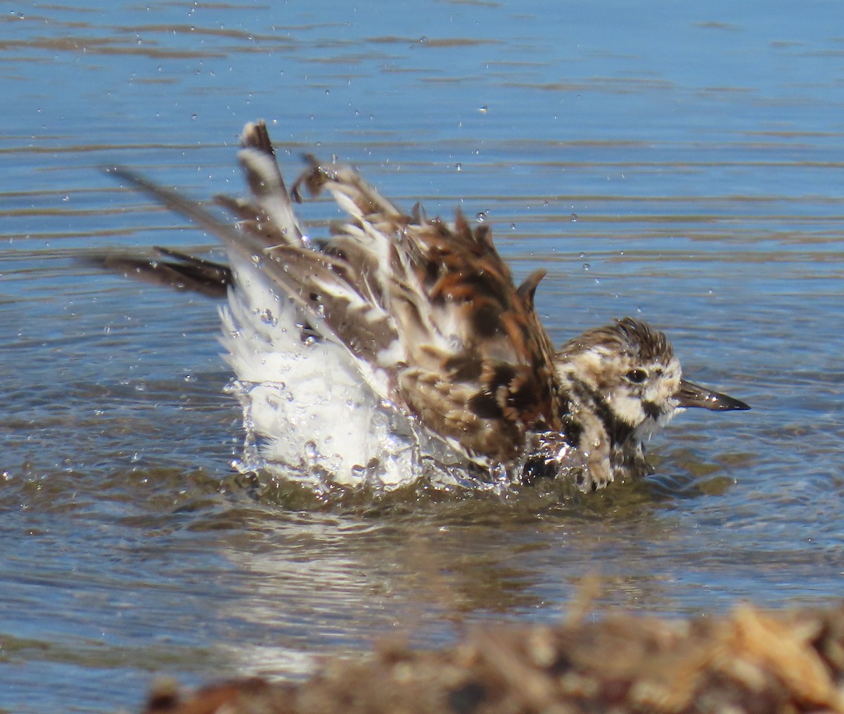 Крем'яшник звичайний - ML645754541