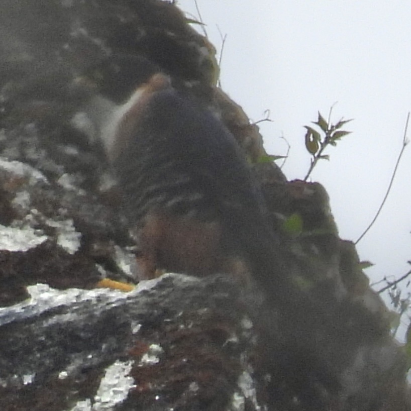 Підсоколик рудогрудий - ML645754542