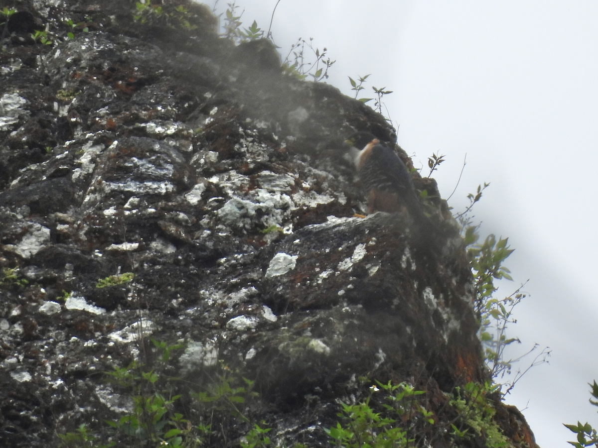 Підсоколик рудогрудий - ML645754543