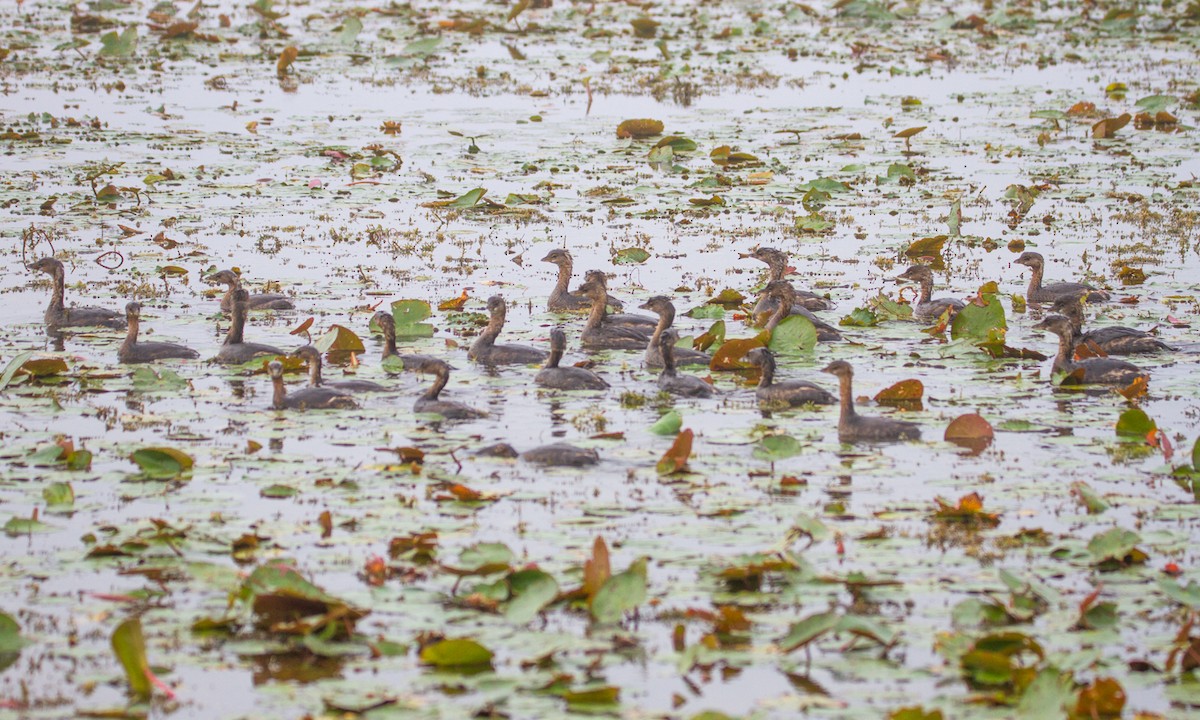 Пірникоза рябодзьоба - ML645754544