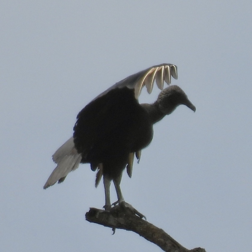 Катарта чорна - ML645754546