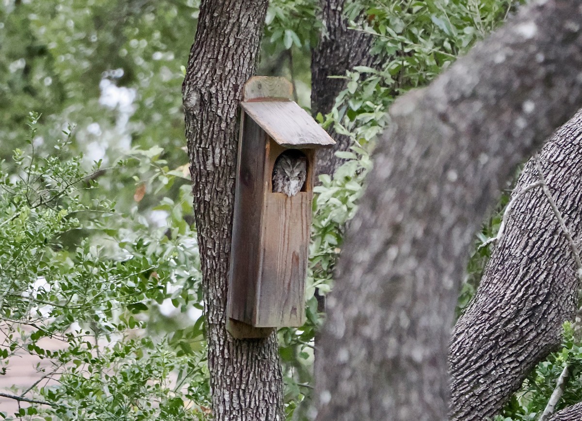 Сплюшка північна - ML645754547