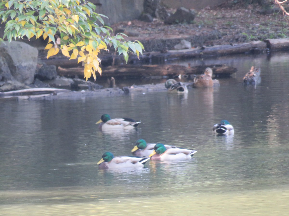 Крижень звичайний - ML645754548