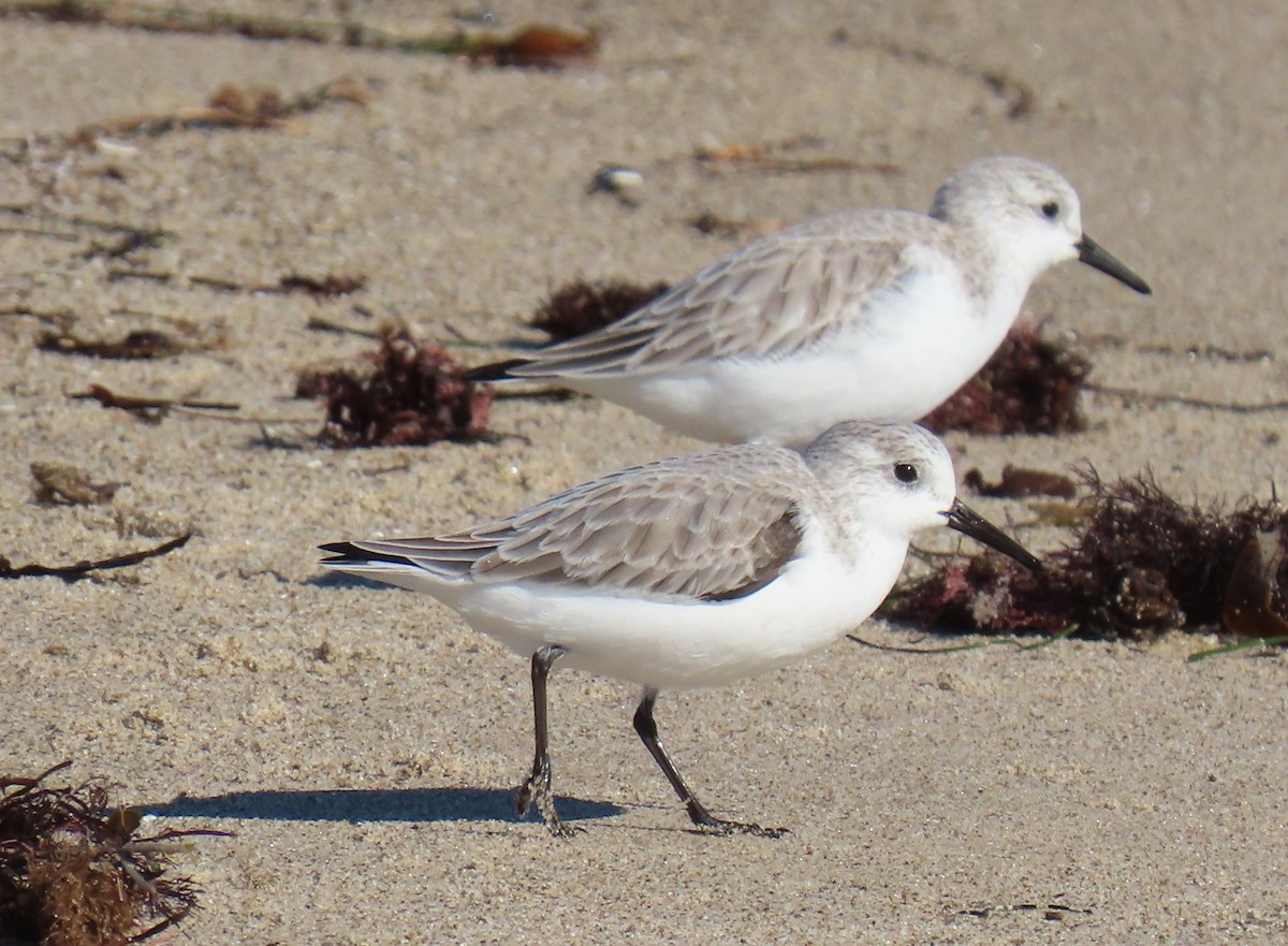Побережник білий - ML645754549