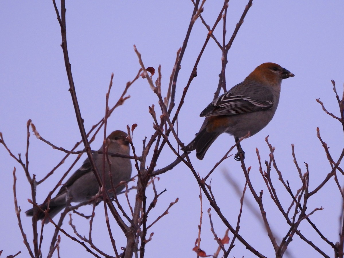Смеречник тайговий - ML645754551