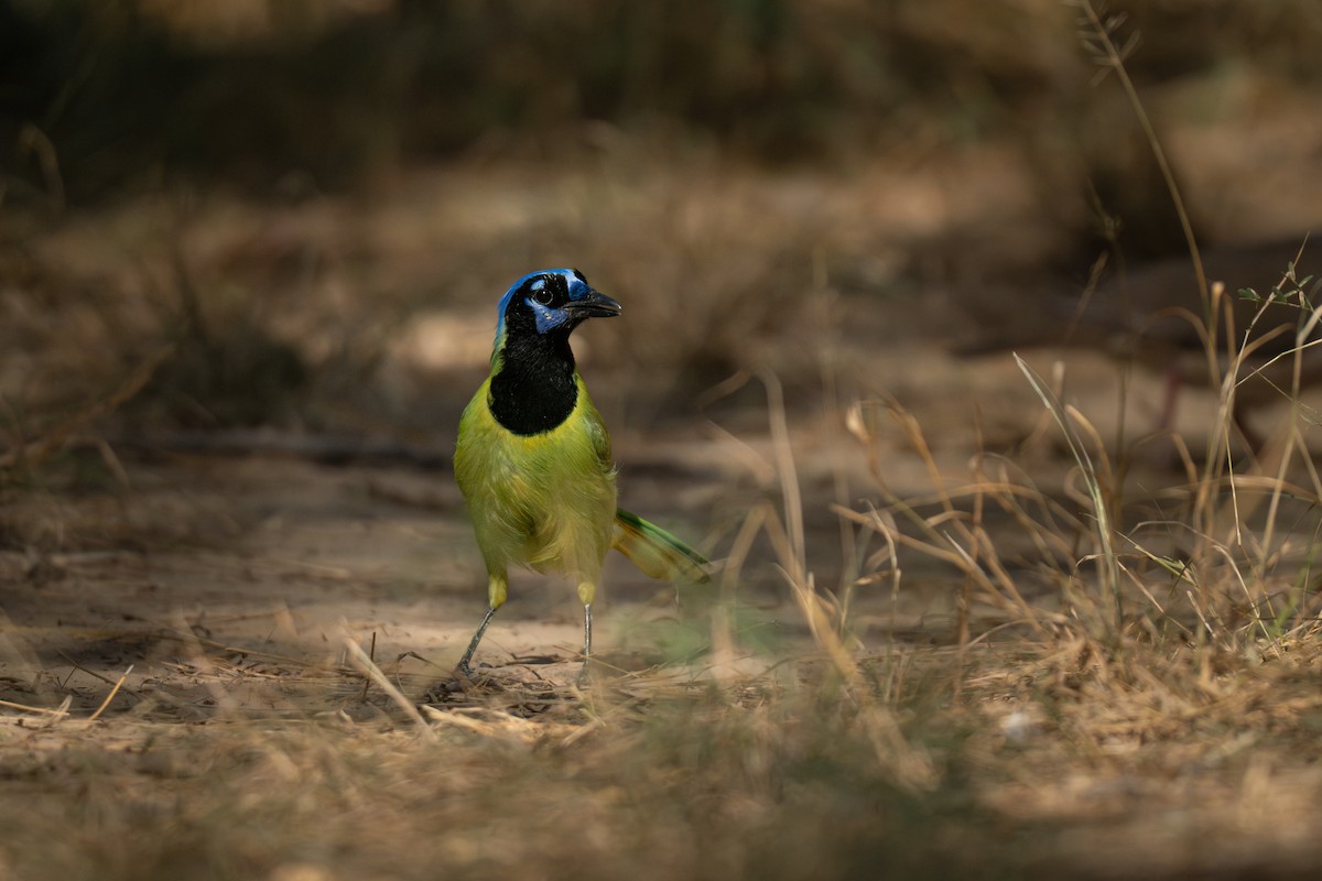 Geai vert - ML645754554