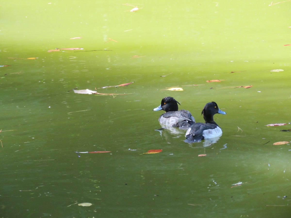 Чернь чубата - ML645754557