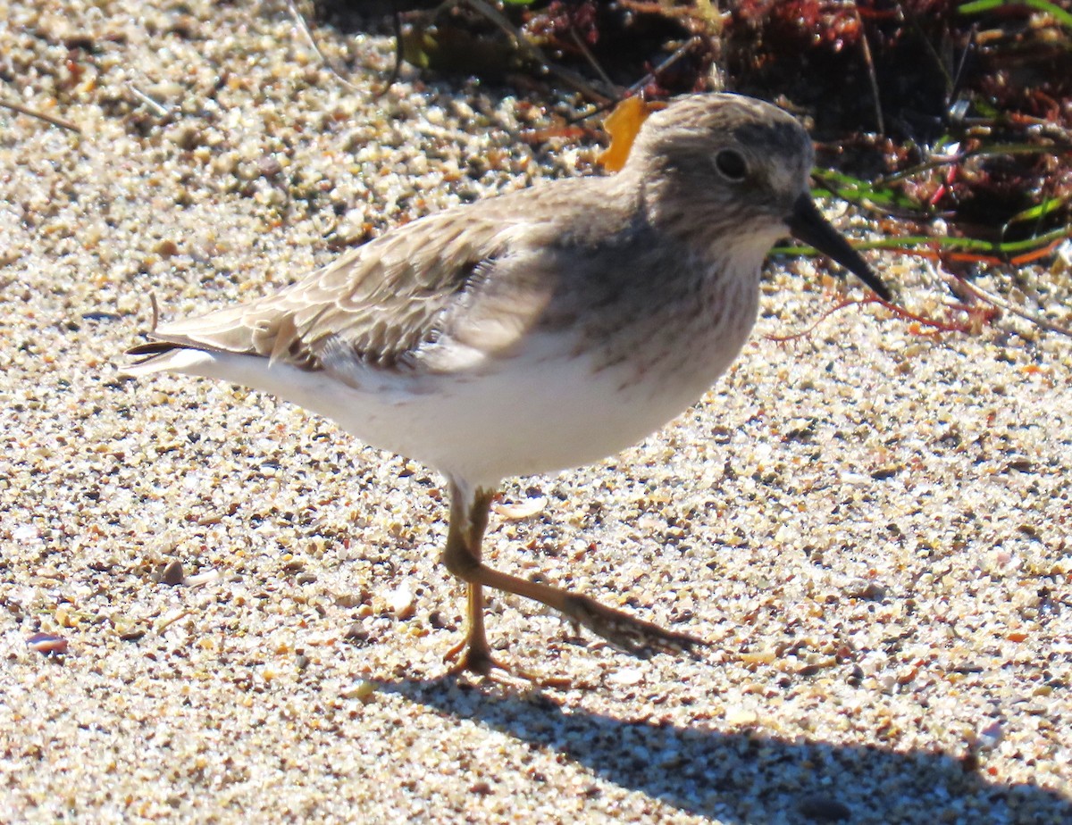 Побережник-крихітка - ML645754559