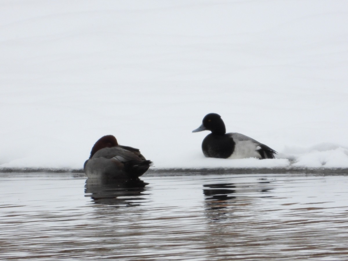 Чернь американська - ML645754561