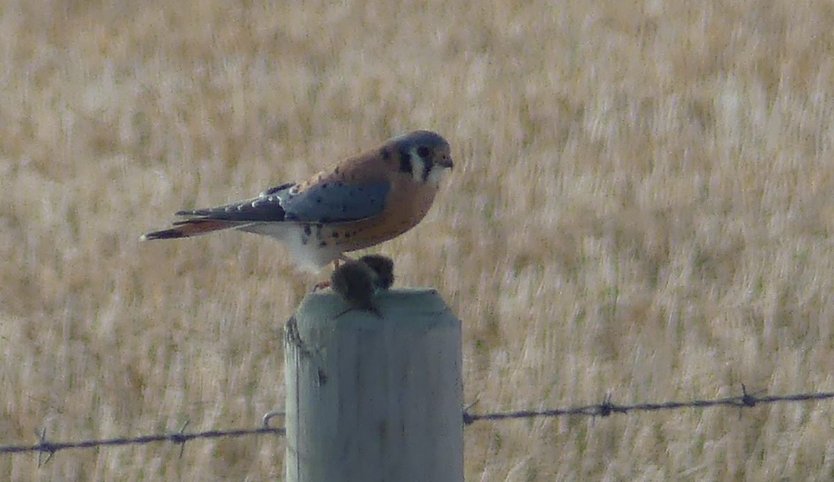 American Kestrel - ML645754564