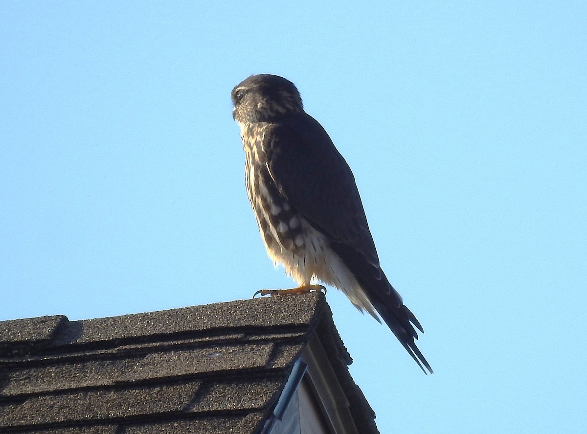 Merlin - ML645754565