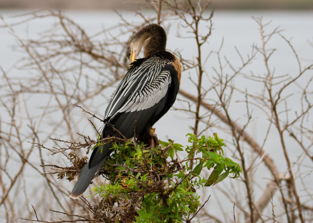 Anhinga - ML645754577