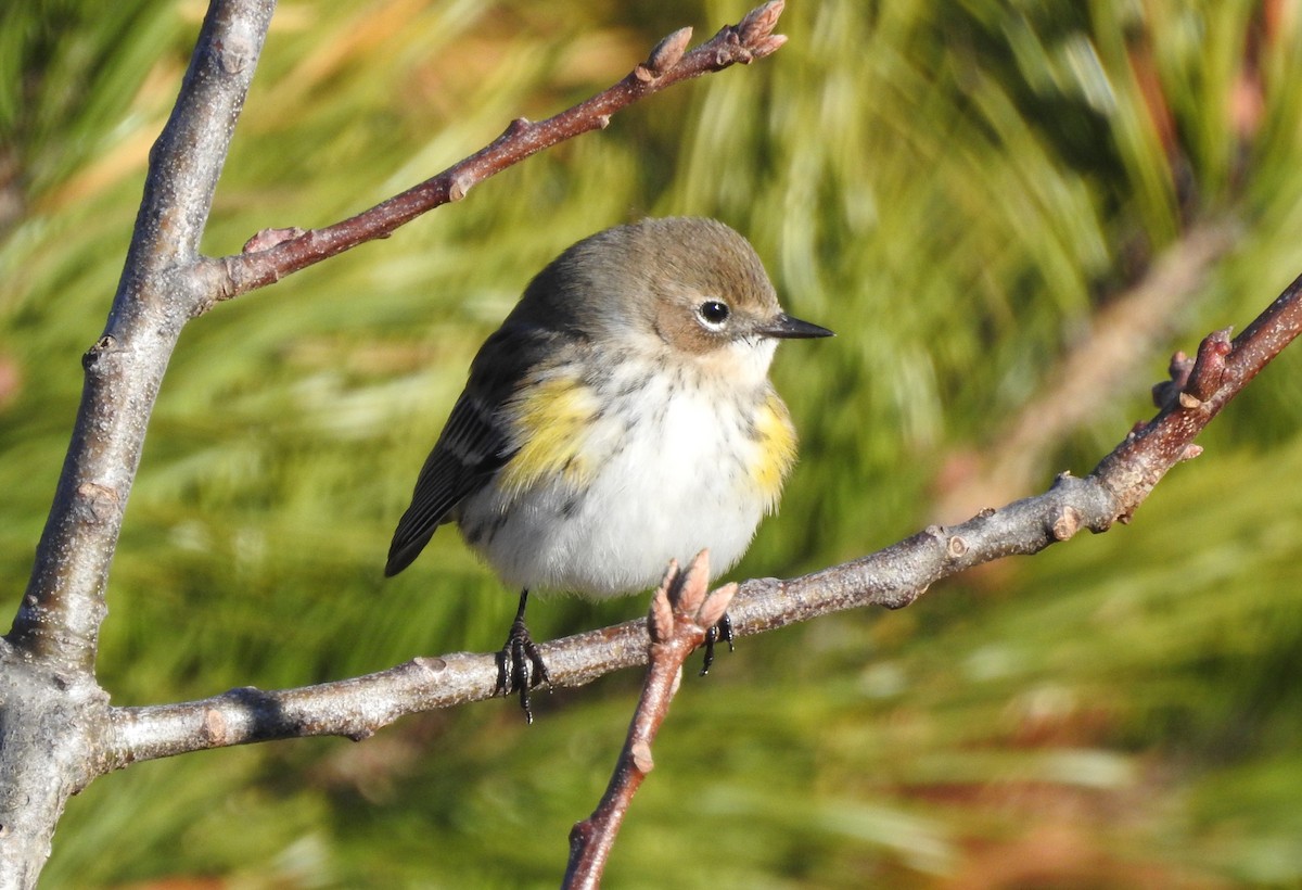Yellow-rumped Warbler - ML645754581