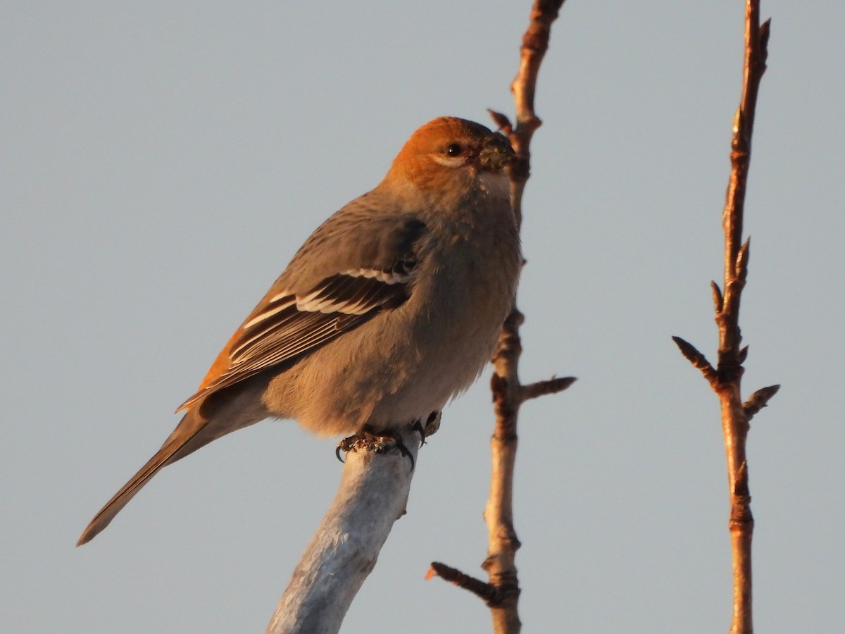 Нарсны шүршүү - ML645754582