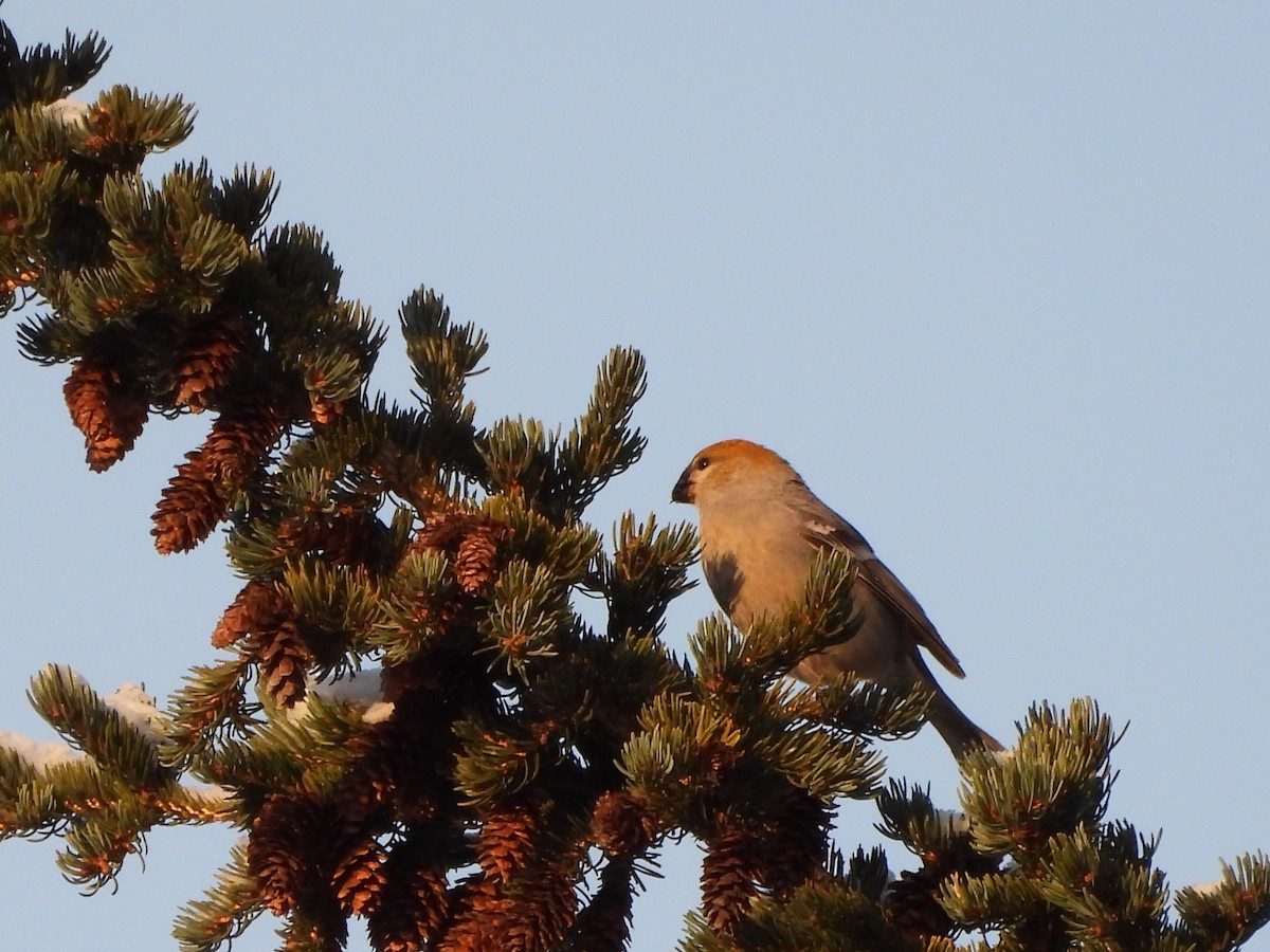 Нарсны шүршүү - ML645754589